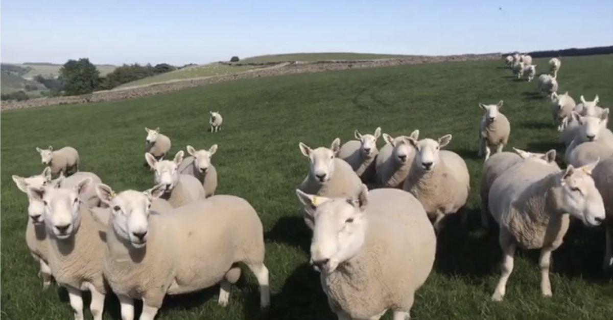 sheep-1