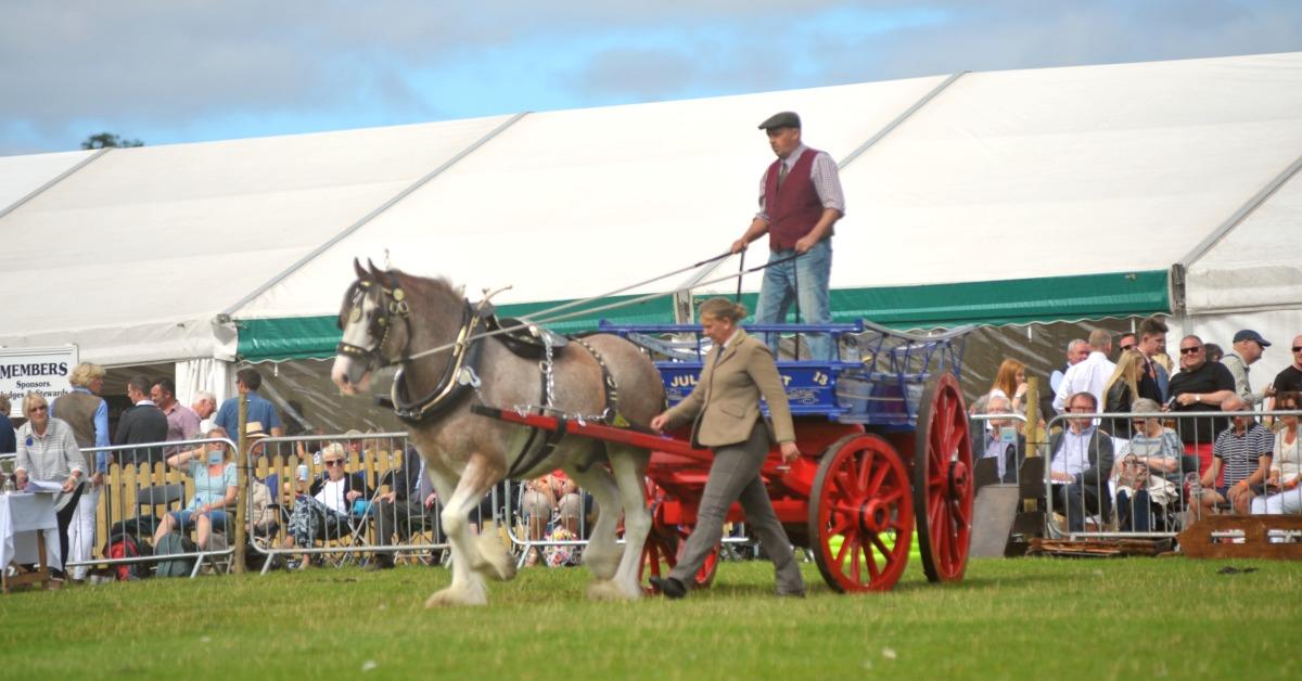 ripley-show-heavy-horses