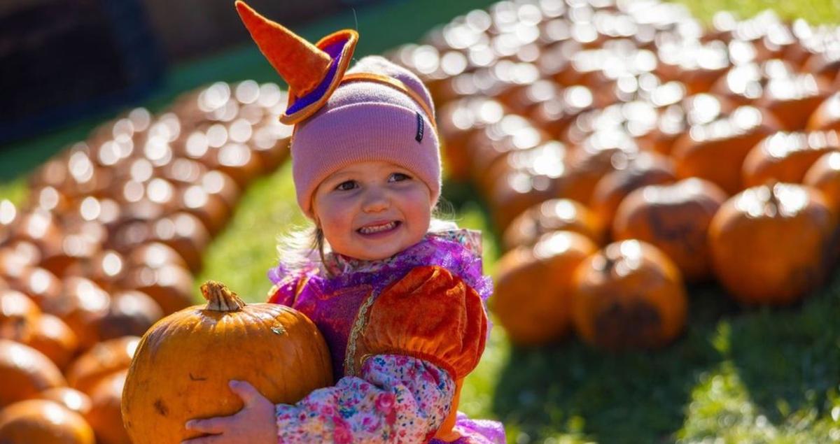 webpumpkin-hotlist-image