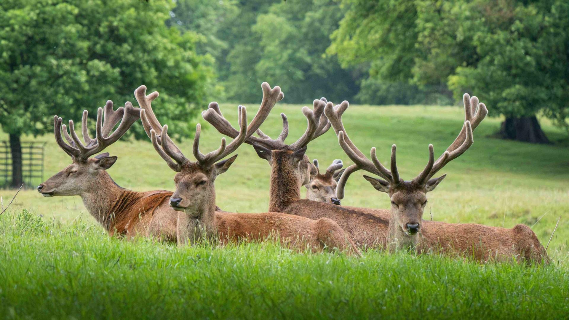 studleyroyal-deer-2