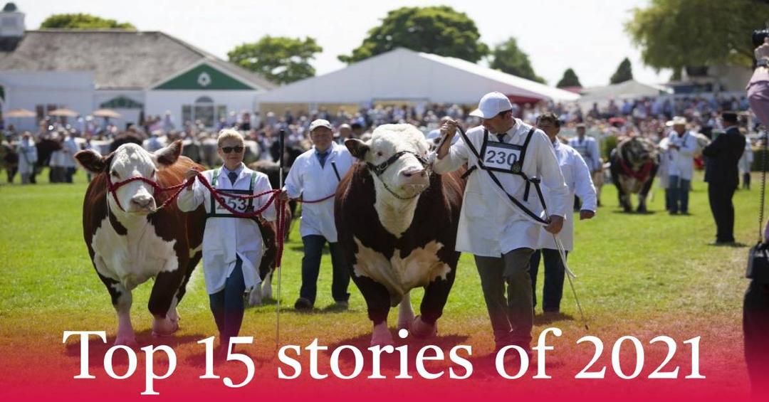 greatyorkshireshowcattle-2